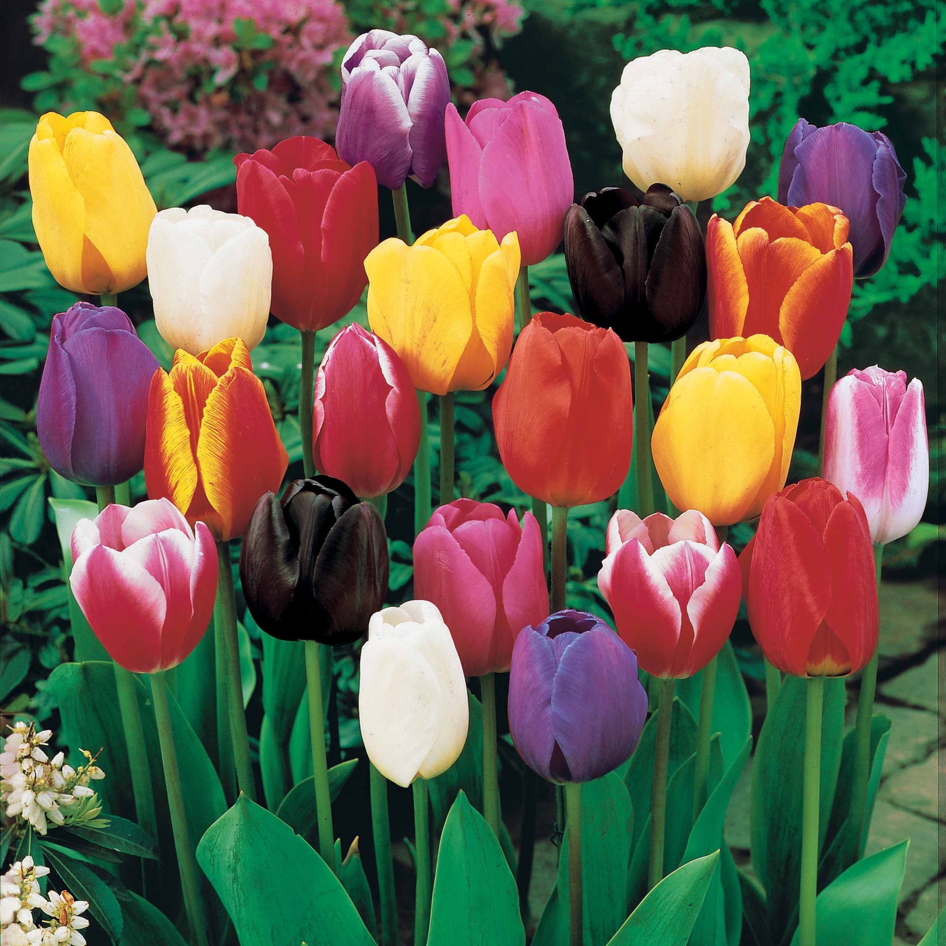 Bakker - 100 Tulipes à longues tiges en mélange - Tulipa - Bulbes à fleurs