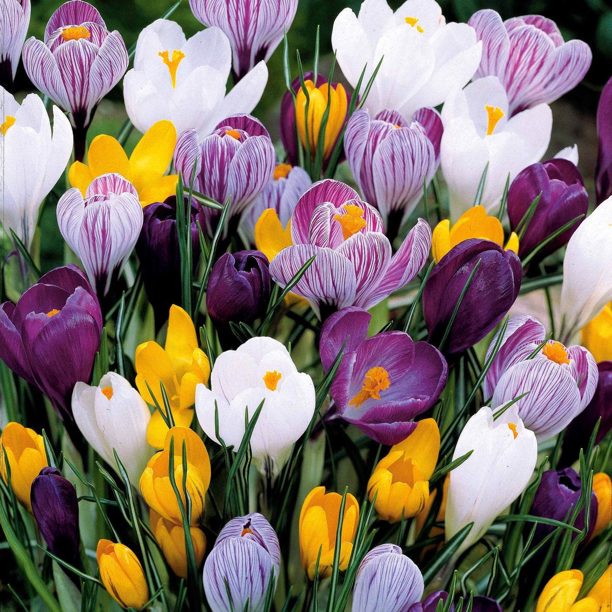 Crocus vernus - 100 Crocus à grosses fleurs en mélange - Bulbes de Crocus