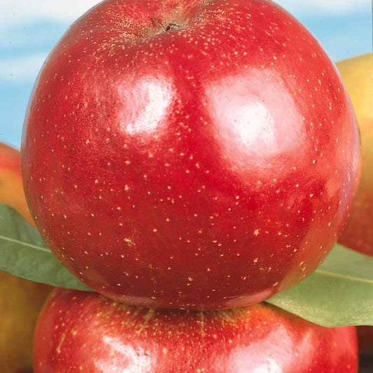 Pommier Rouge de Boskoop - Bakker