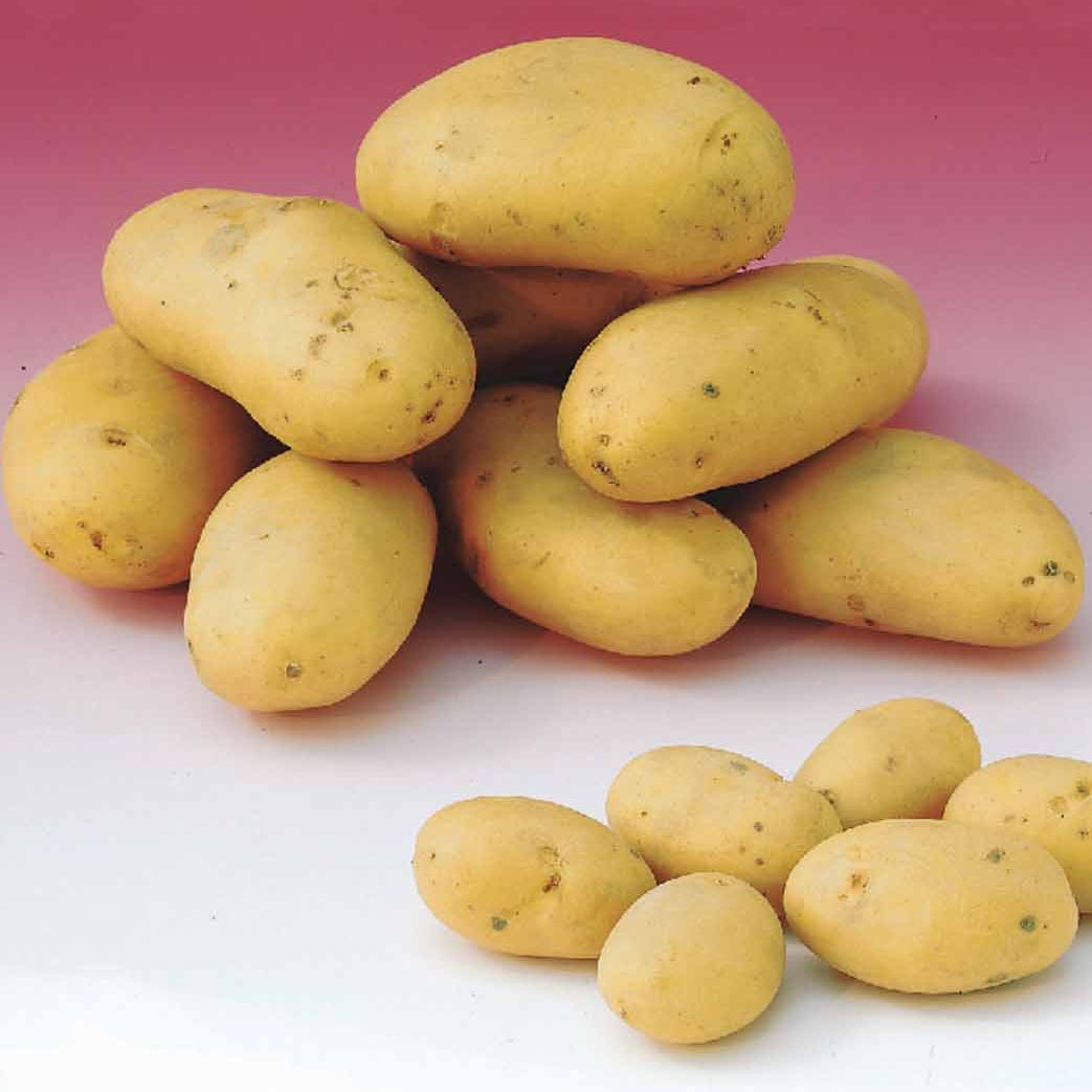 Pomme de terre Caesar (1,5 kg) - Bakker