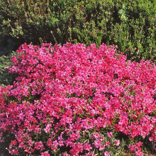 Bakker - 3 Phlox mousse roses - Phlox subulata - Plantes d'extérieur