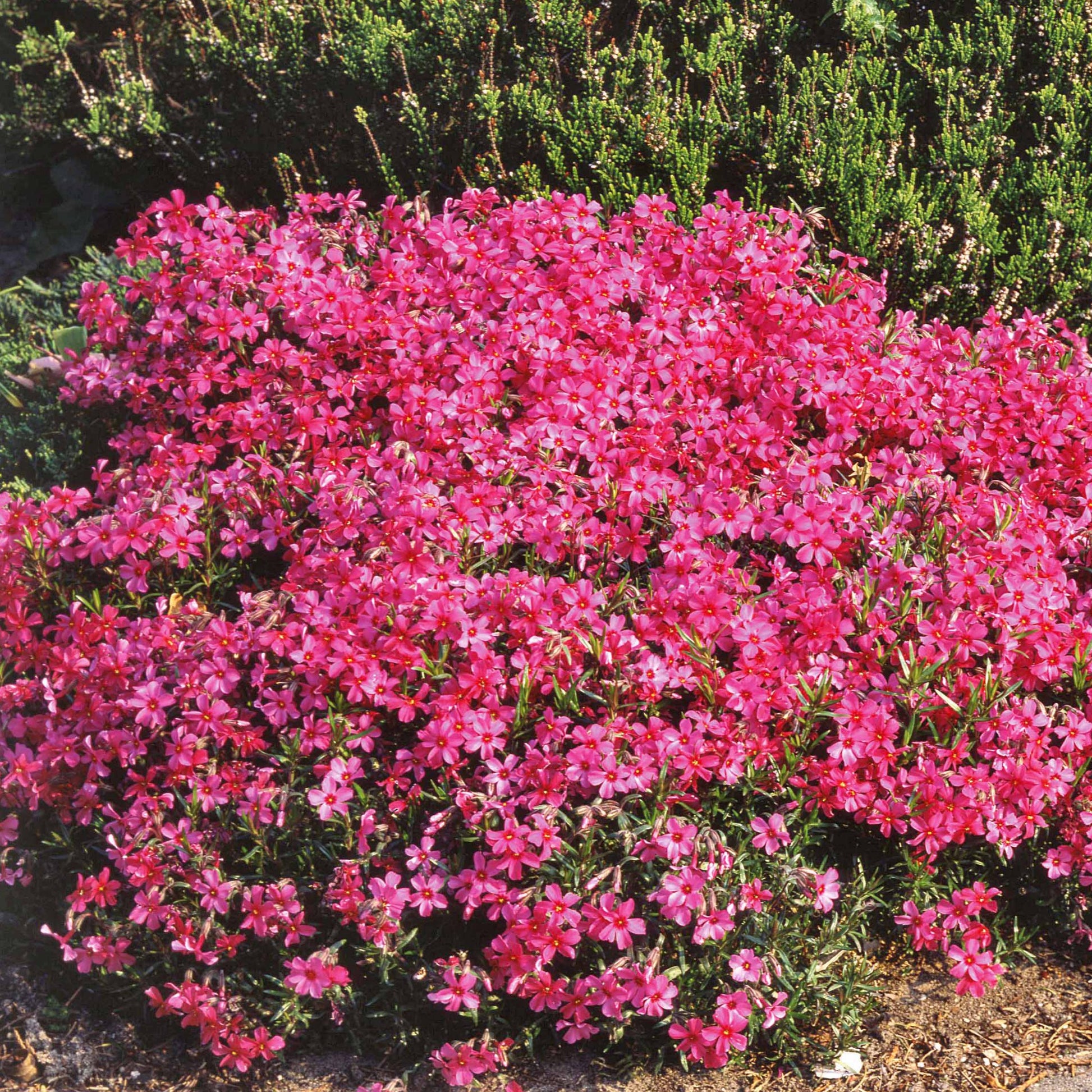 Bakker - 3 Phlox mousse roses - Phlox subulata - Plantes d'extérieur