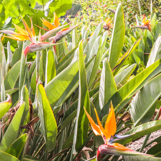 Oiseau du paradis - Strelitzia reginae - Bakker