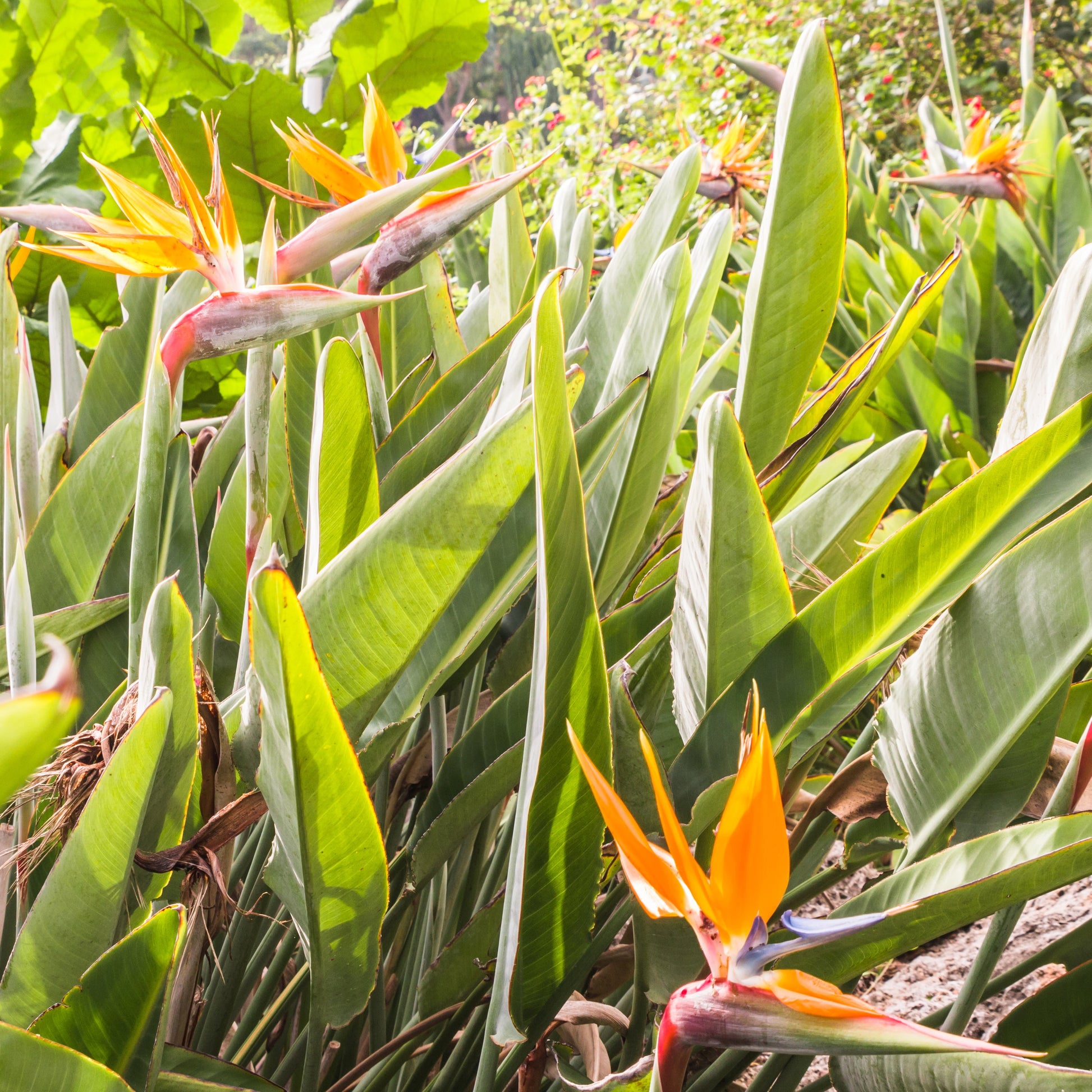 Oiseau du paradis - Strelitzia reginae - Bakker