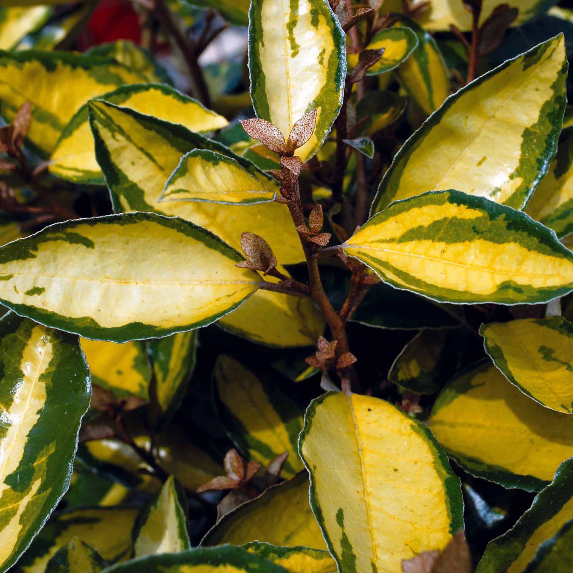 Eleagnus Eleador - Bakker