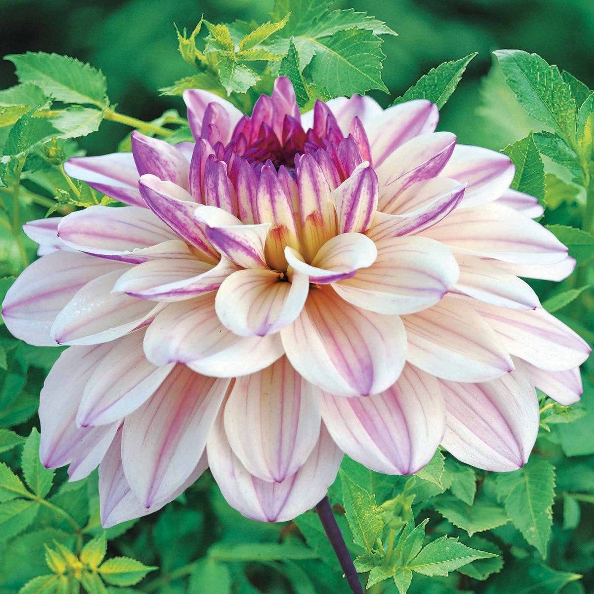 Dahlia Flashback - Dahlia décoratif Flashback - Bulbes de Dahlia