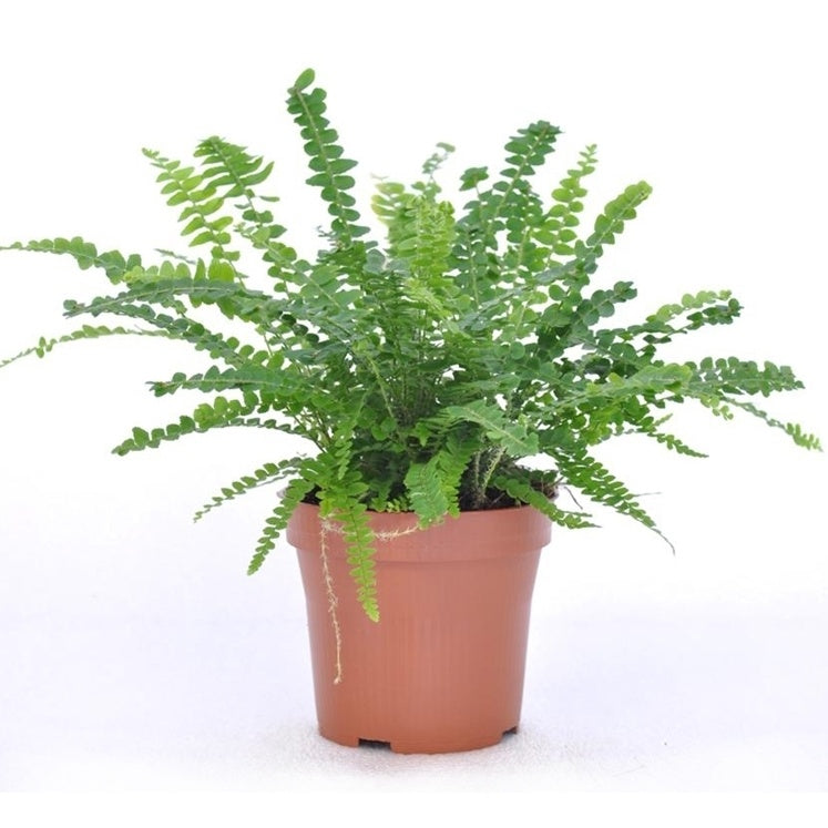 Fougère Duffi + cache pot blanc 14 cm. - Nephrolepis exaltata Duffi - Bakker