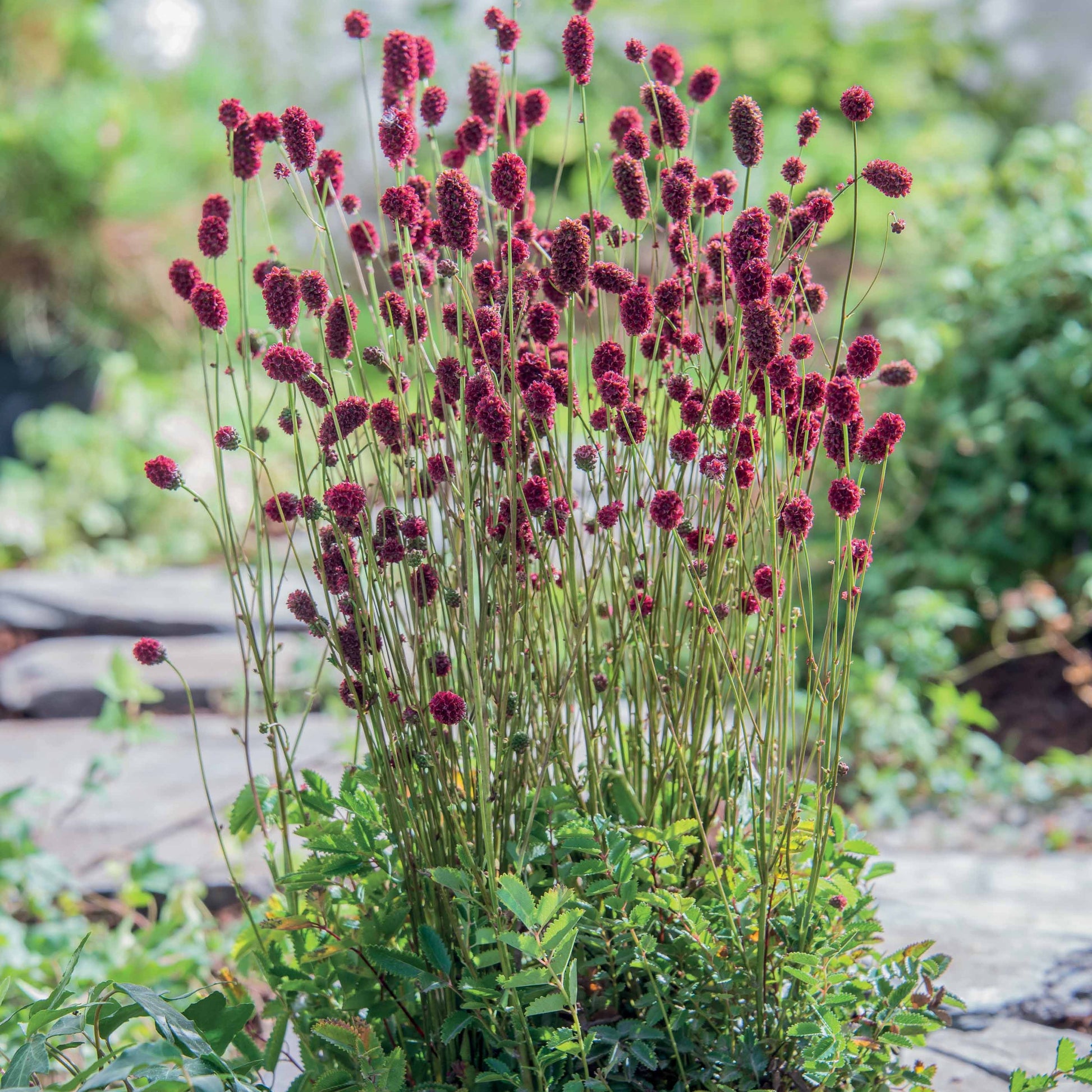Sanguisorba Proud Mary - Bakker