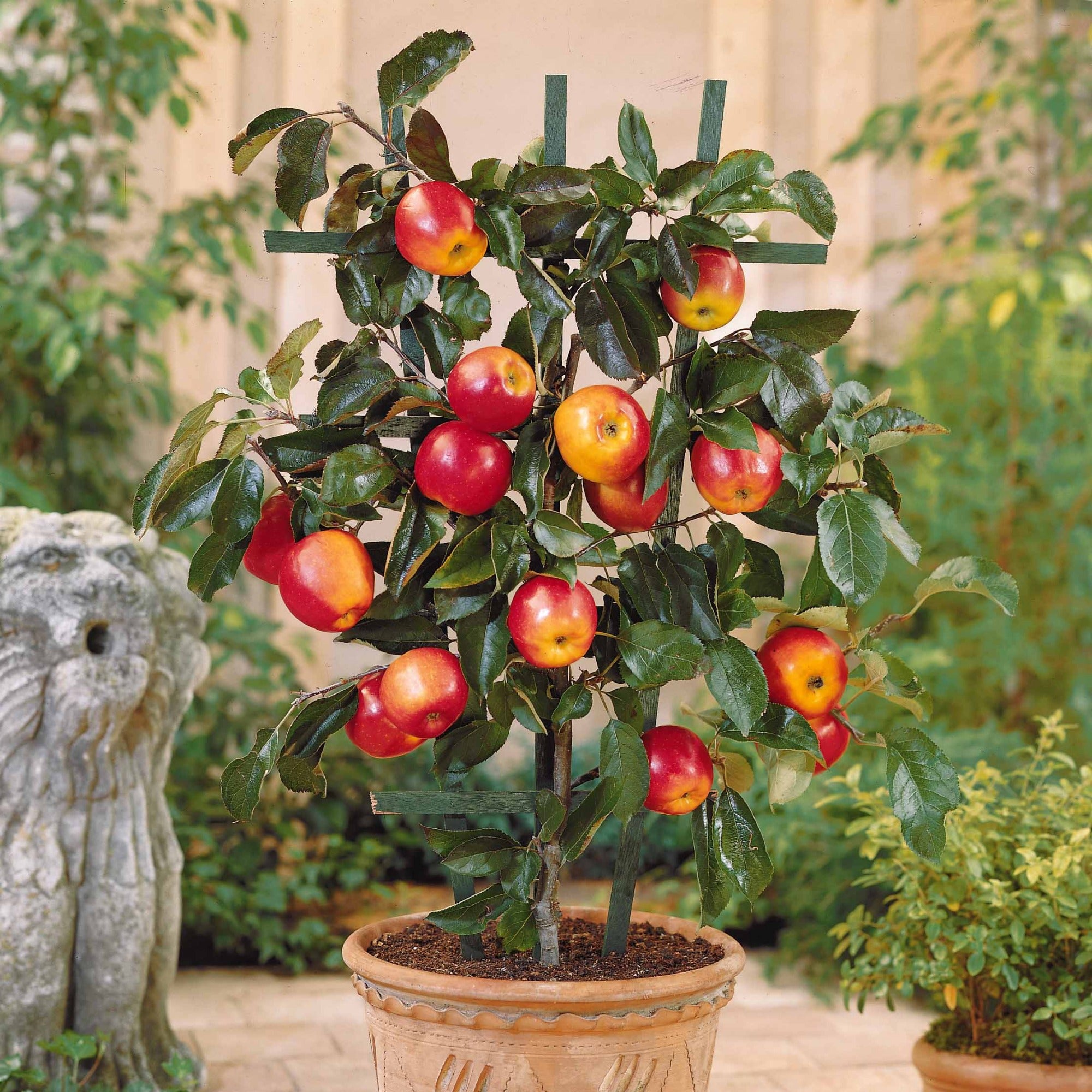 Arbres fruitiers nain | Achat en ligne sur Bakker.com