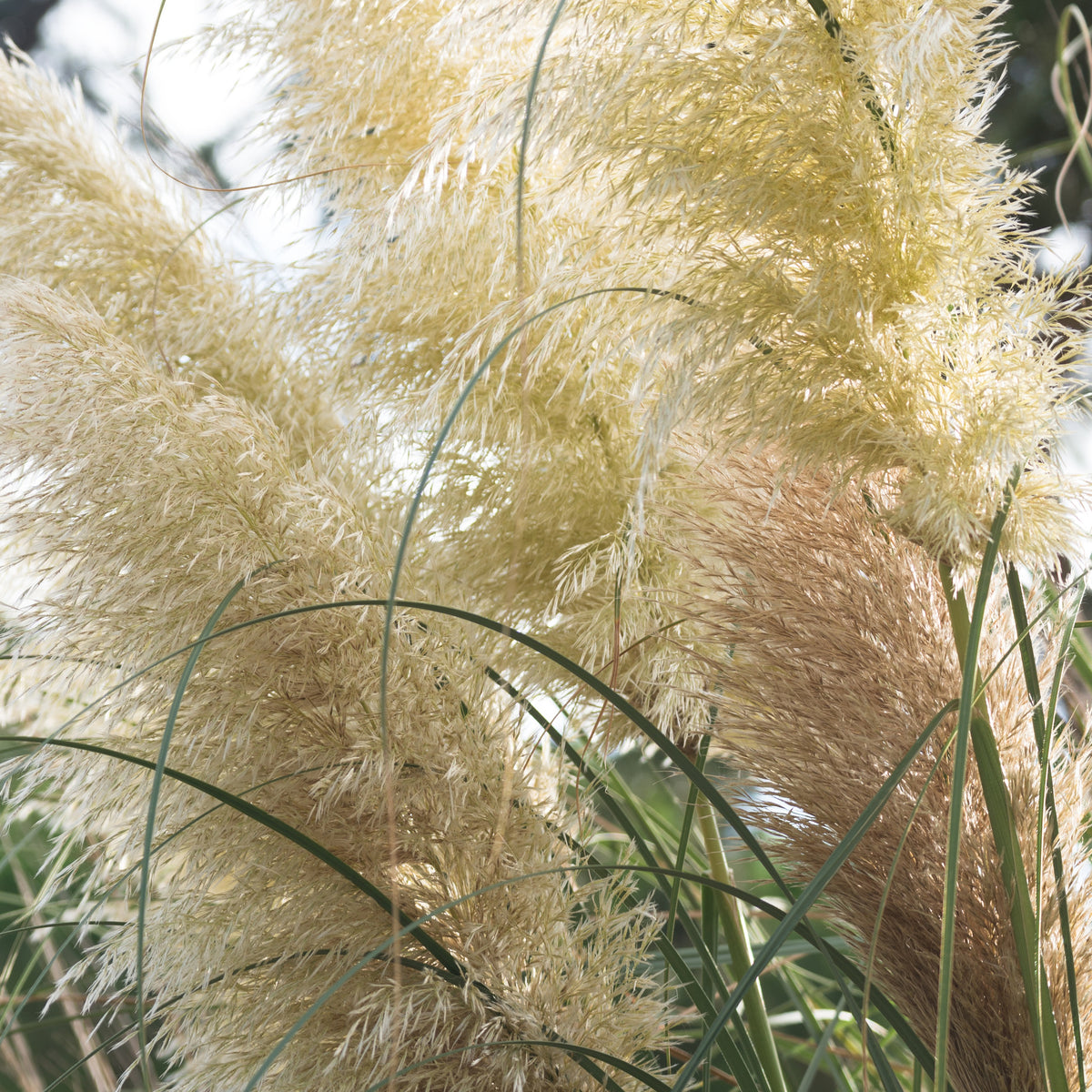 Herbe de la pampa blanche - Cortaderia selloana monstruosa - Bakker