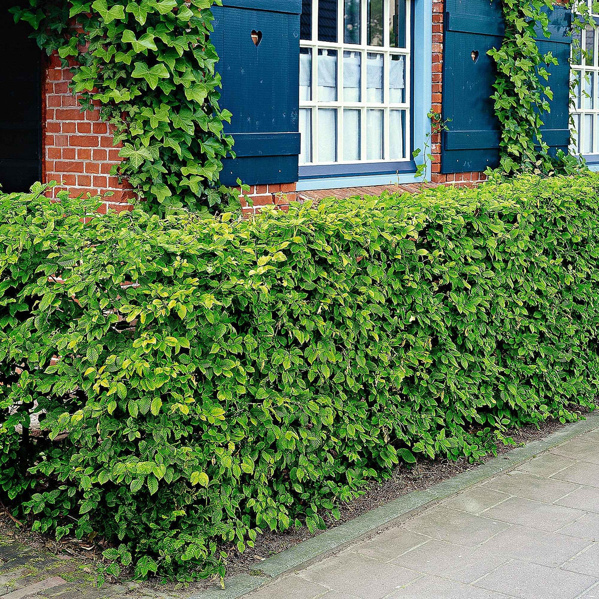 Arbustes de haie - Haie de 10 Charmes - Carpinus betulus