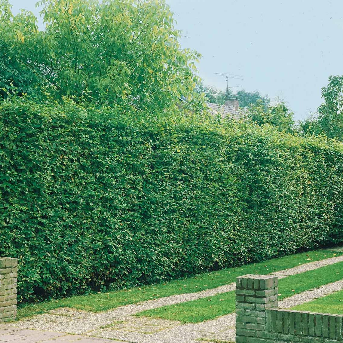 Bakker - Haie de 10 Charmes - Carpinus betulus - Arbustes et vivaces