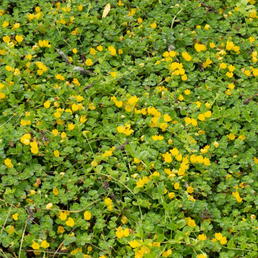 Lysimaque nummulaire - Herbe aux écus - Bakker.com | France