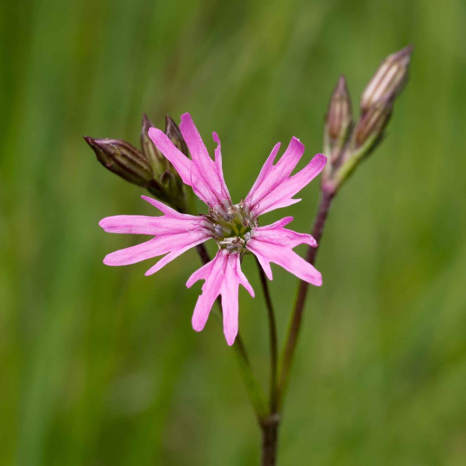 Lychnis fleur de coucou - Bakker.com | France