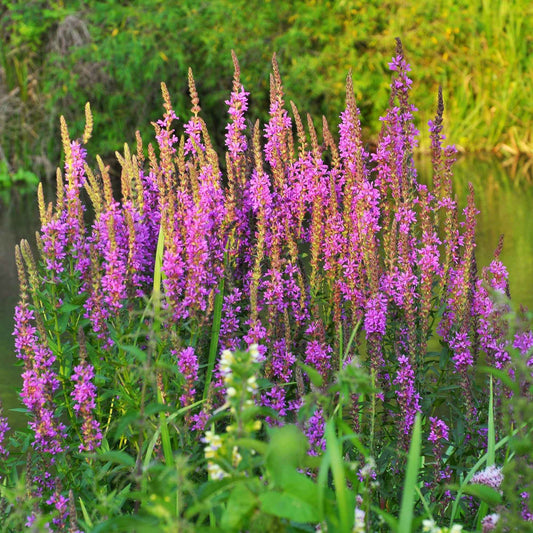 Salicaire commune - Bakker
