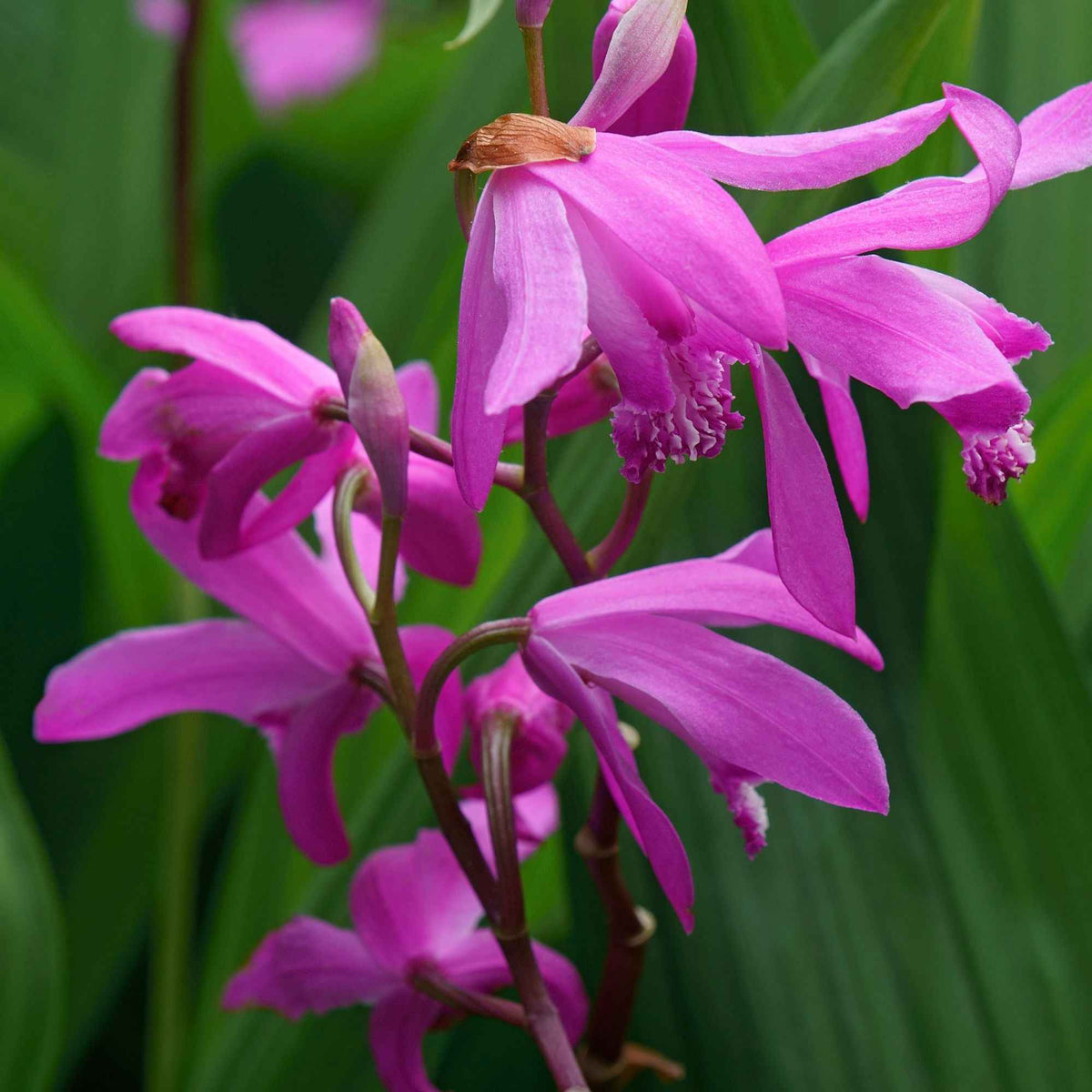 Vente Orchidée Jacinthe - Bletilla striata