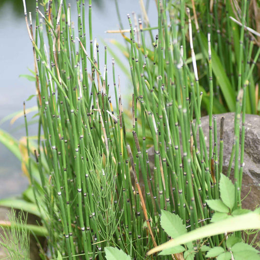 Prêle du Japon - Bakker