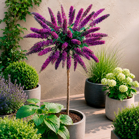 Arbre à papillons 'Empire Blue' - Bakker