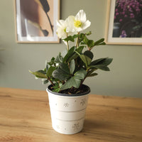 Plantes d'intérieur - Héllébore de Noel et son pot de Noël - Helleborus niger Christmas Carol