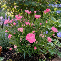Œillet Peach Party - Dianthus caryophyllus - Bakker