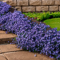 Vivaces fleuries - 4 couvre-sols pour murets - Campanula poscharskyana, Sedum acre