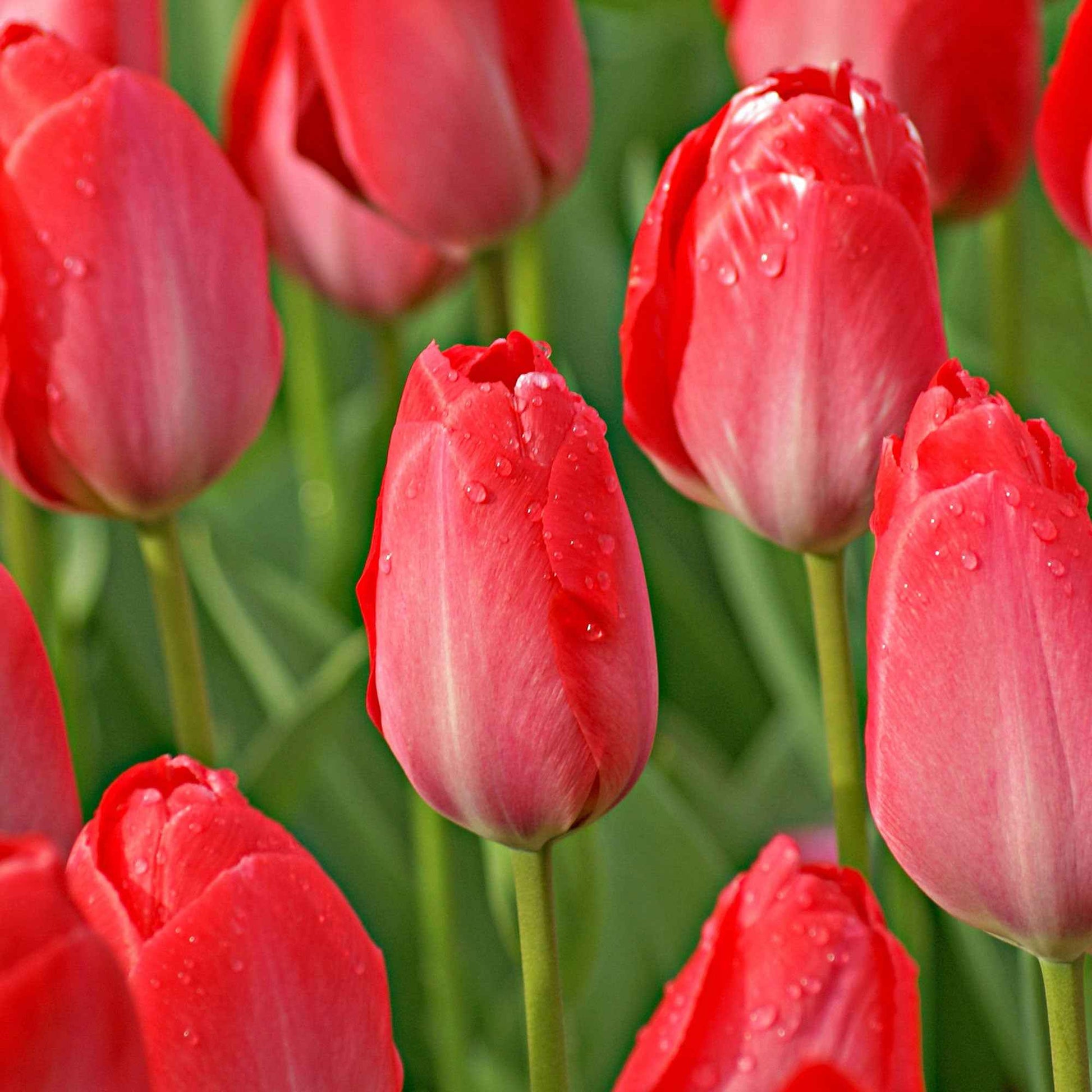 Bulbes de Tulipe - Tulipe Van Eijk & Narcisse Bridal Crown - Tulipa Van Eijk, Narcissus Bridal Crown
