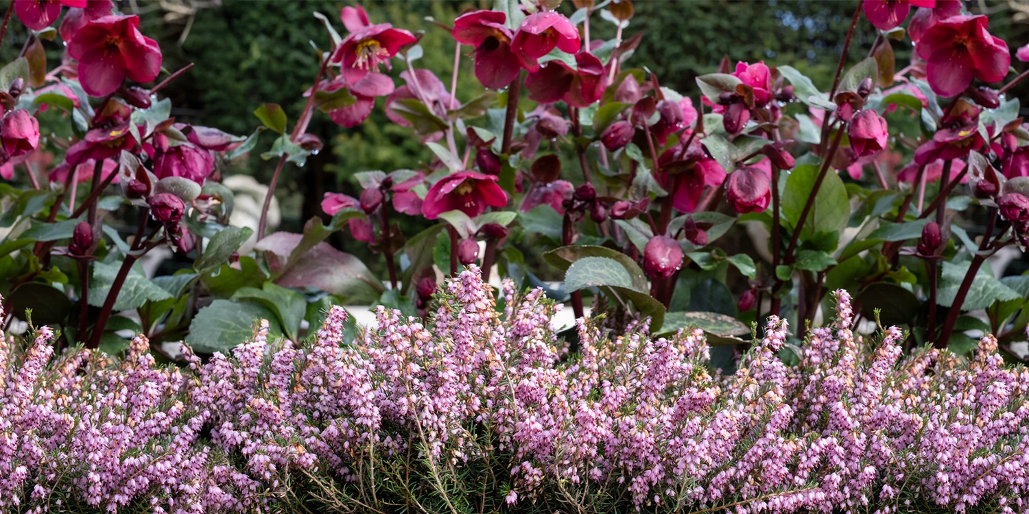 Un hiver coloré jusqu'à -30%