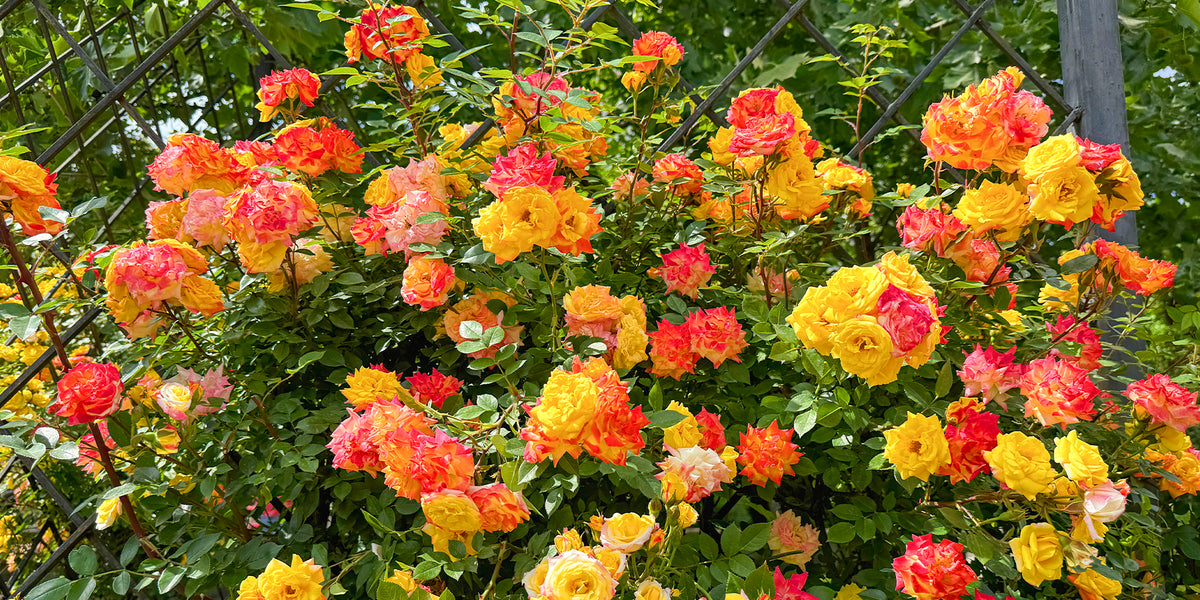 Un jardin aux teintes chaleureuses jusqu'à -30%