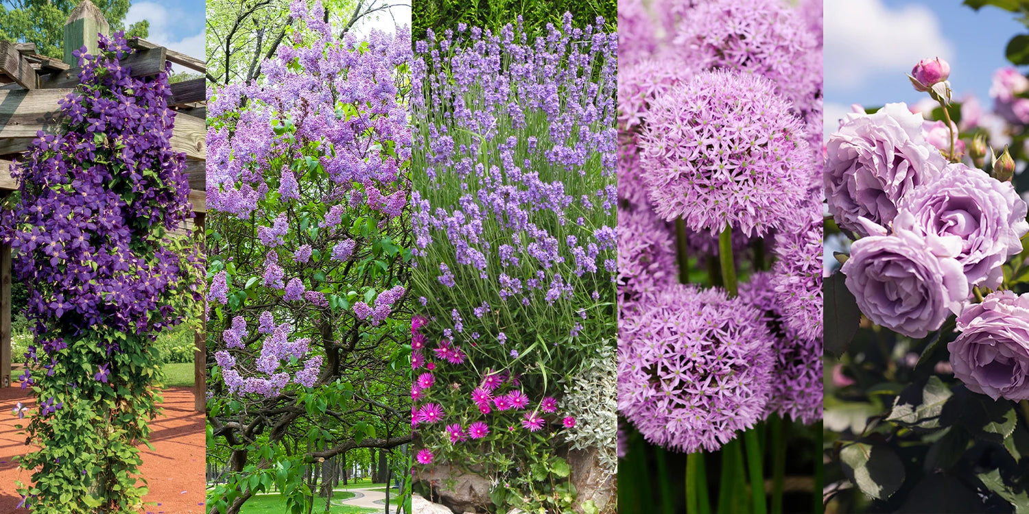 Osez le violet, la couleur tendance au jardin !