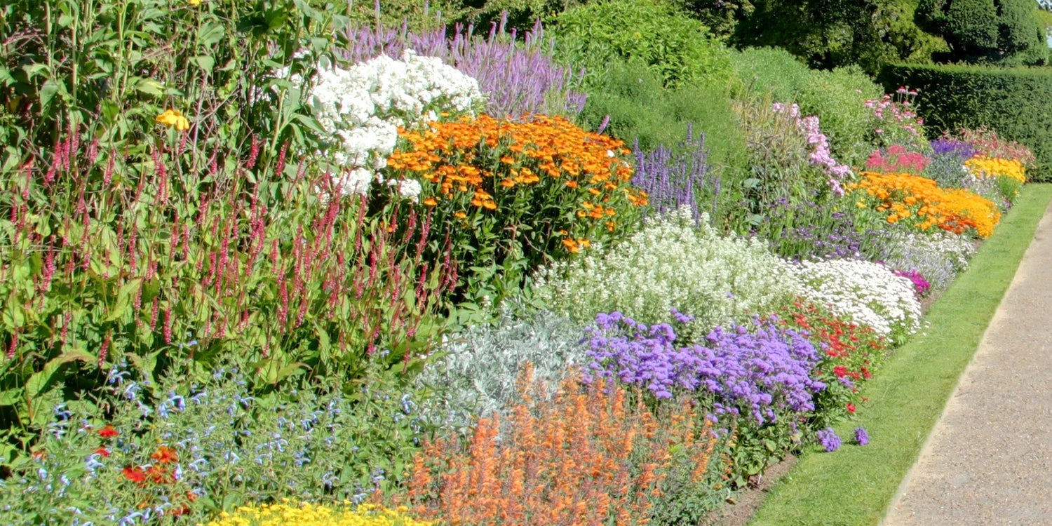 Jusqu’à -30% : Un massif plein de couleurs