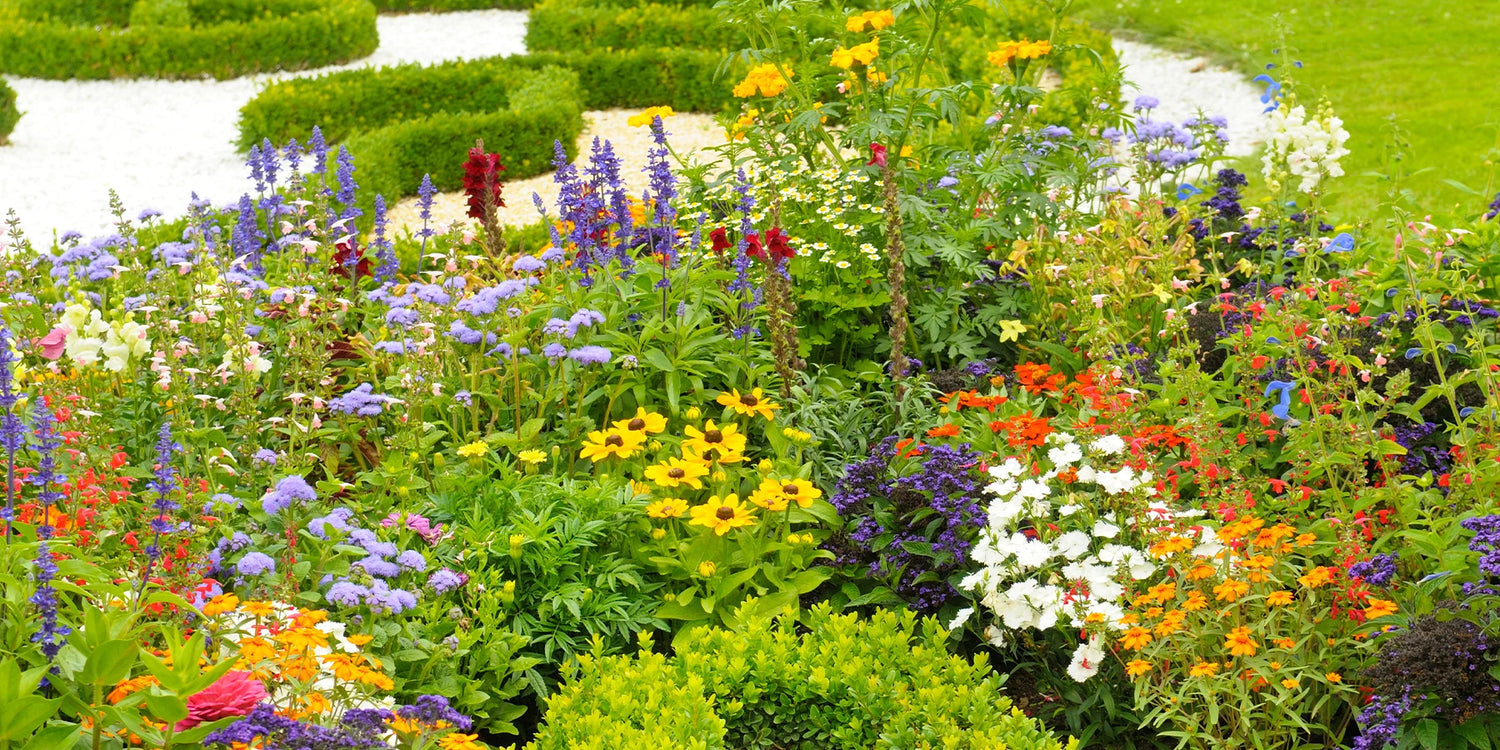 Vos vivaces préférées, 3 au choix pour 15 € !