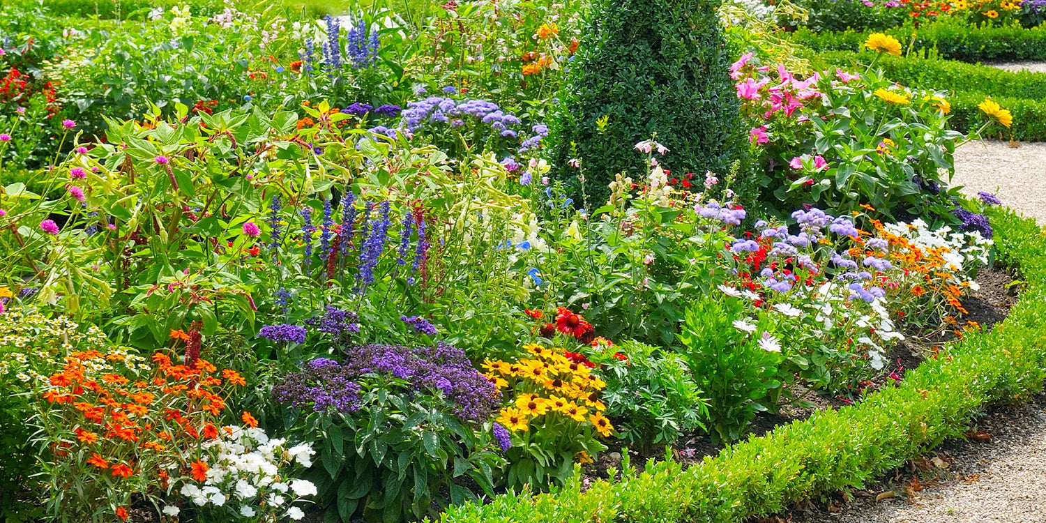Couleurs, saveurs et biodiversité : la 2ème plante à -50% !
