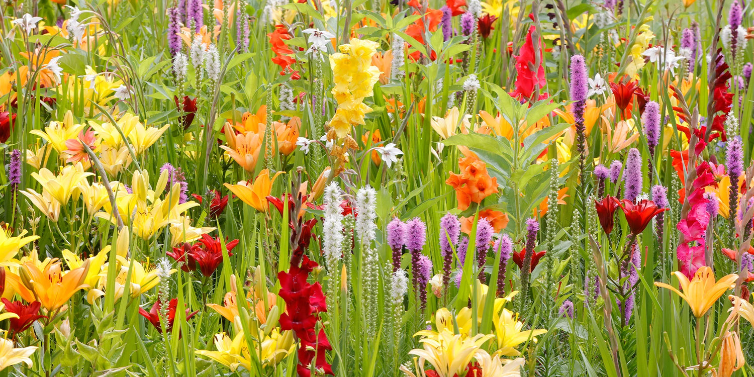 Le retour des bulbes d’été : le 2ème à -50% !