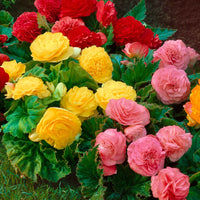 6x Bégonia 'Non Stop' - Mélange mélange de couleurs - Bulbes à fleurs