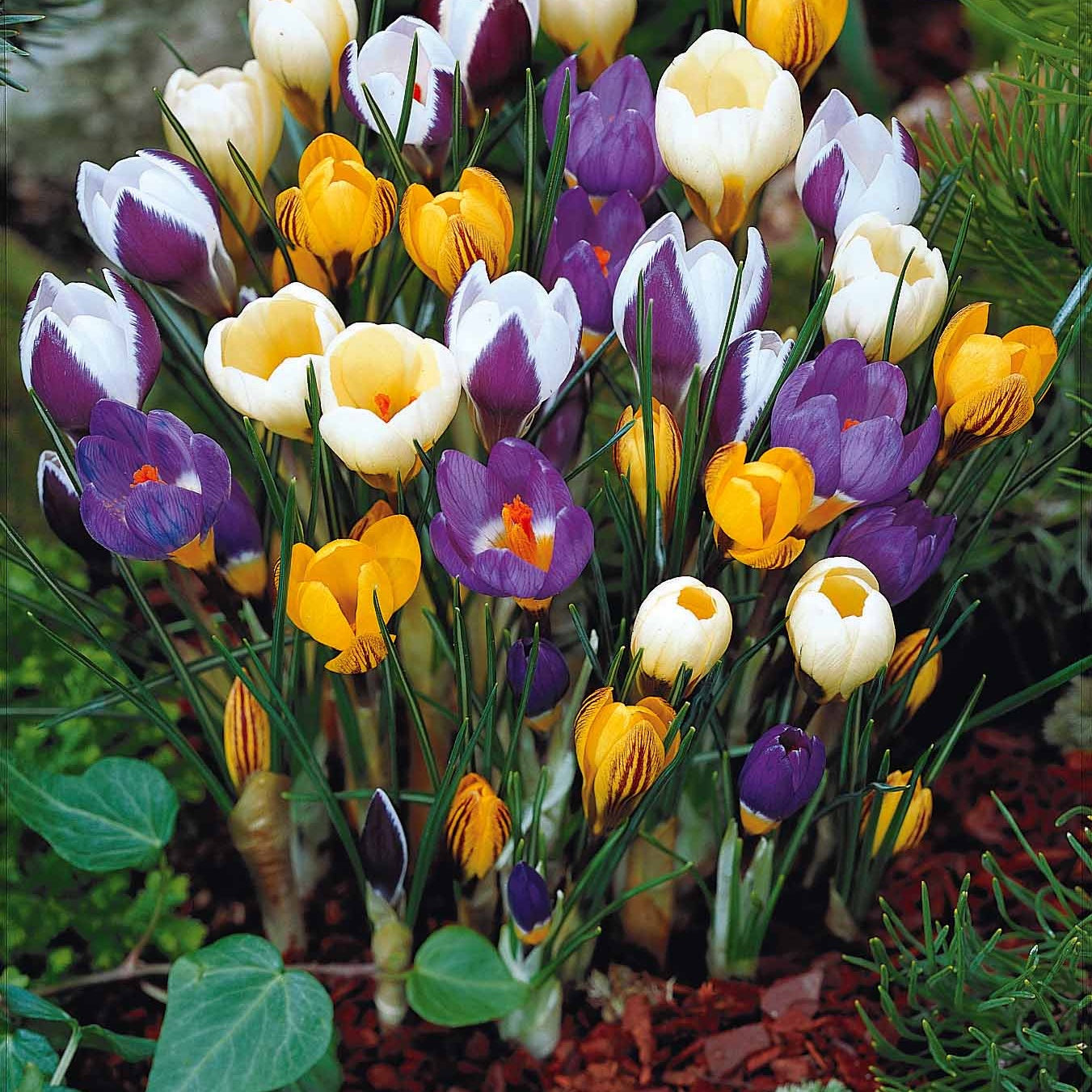 Bulbes de Crocus