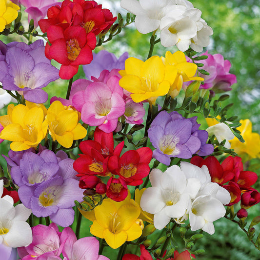 Bakker - 25 Freesias à fleurs simples en mélange - Freesia - Bulbes d'été