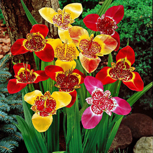 Oeil-de-paon en mélange - Bakker