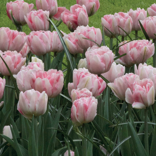 Bakker - 10 Tulipes à fleur de pivoine Foxtrot - Tulipa foxtrot