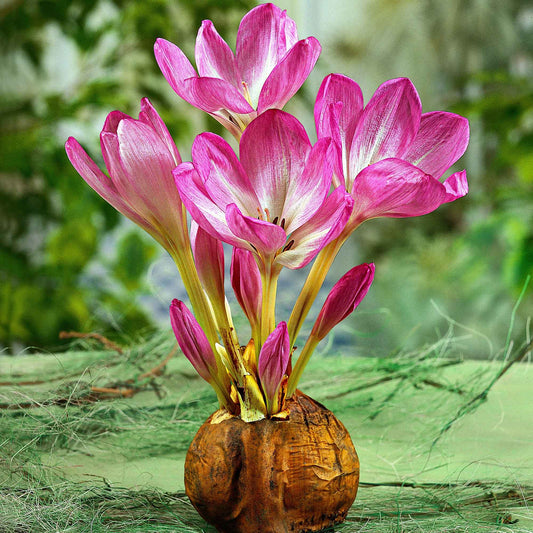 3x Colchique d'automne  Colchicum 'The Giant' rose-blanc - Bulbes de fleurs par catégorie