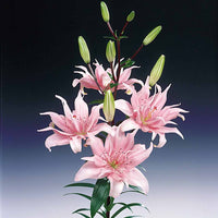 Bakker - 3 Lis asiatique à fleurs doubles Elodie - Lilium elodie - Lys