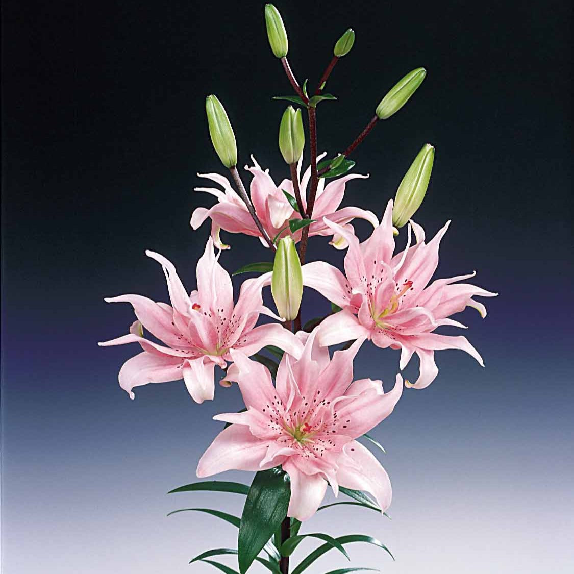 Lilium elodie - 3 Lis asiatique à fleurs doubles Elodie - Bulbes de Lys