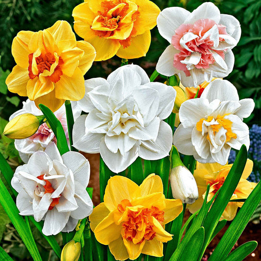 25x Narcisses à fleurs doubles Narcissus - Mélange 'Double Flowers' blanc-orangé-jaune - Bulbes de fleurs populaires