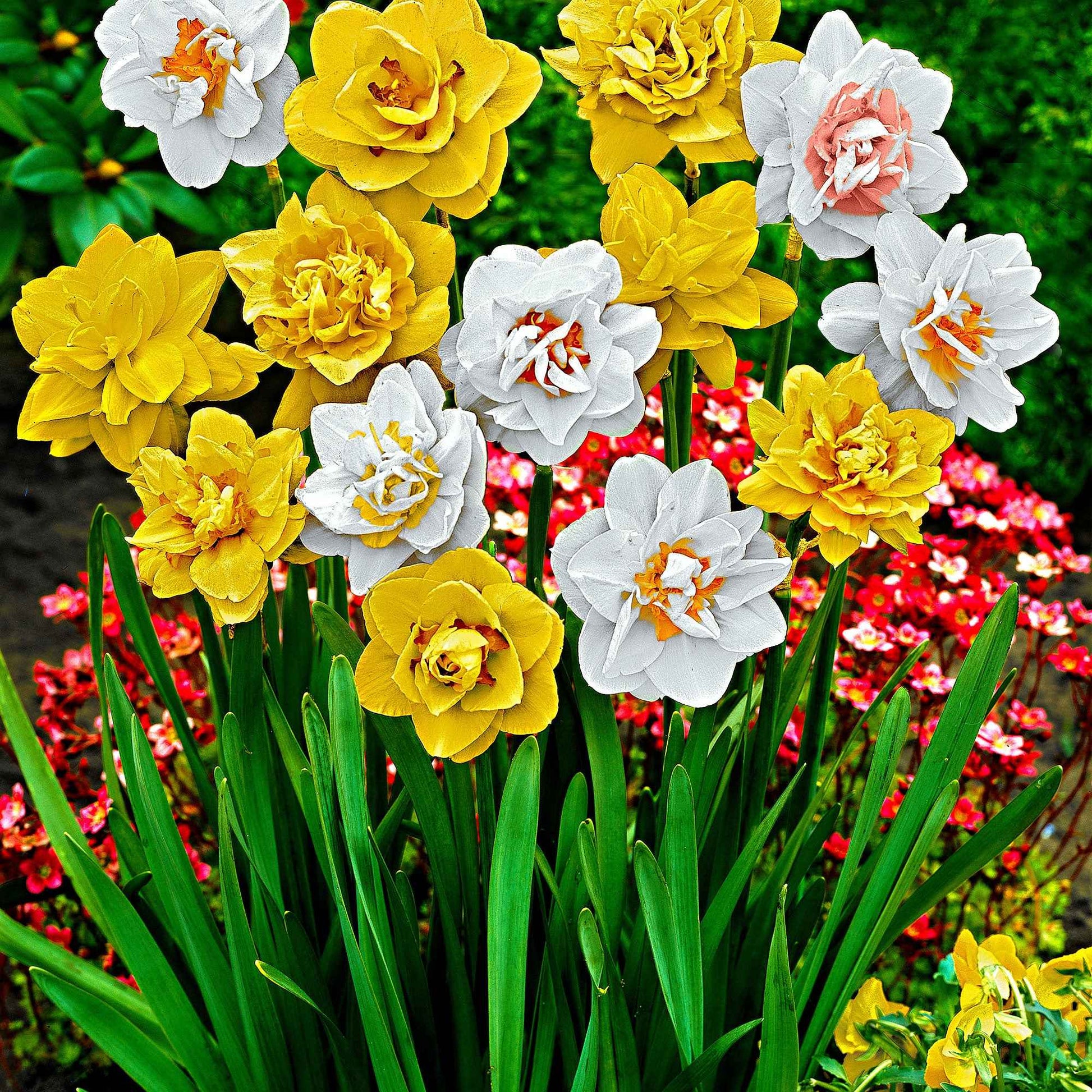 25x Narcisses à fleurs doubles Narcissus - Mélange 'Double Flowers' blanc-orangé-jaune - Bulbes de fleurs pour la terrasse et le balcon