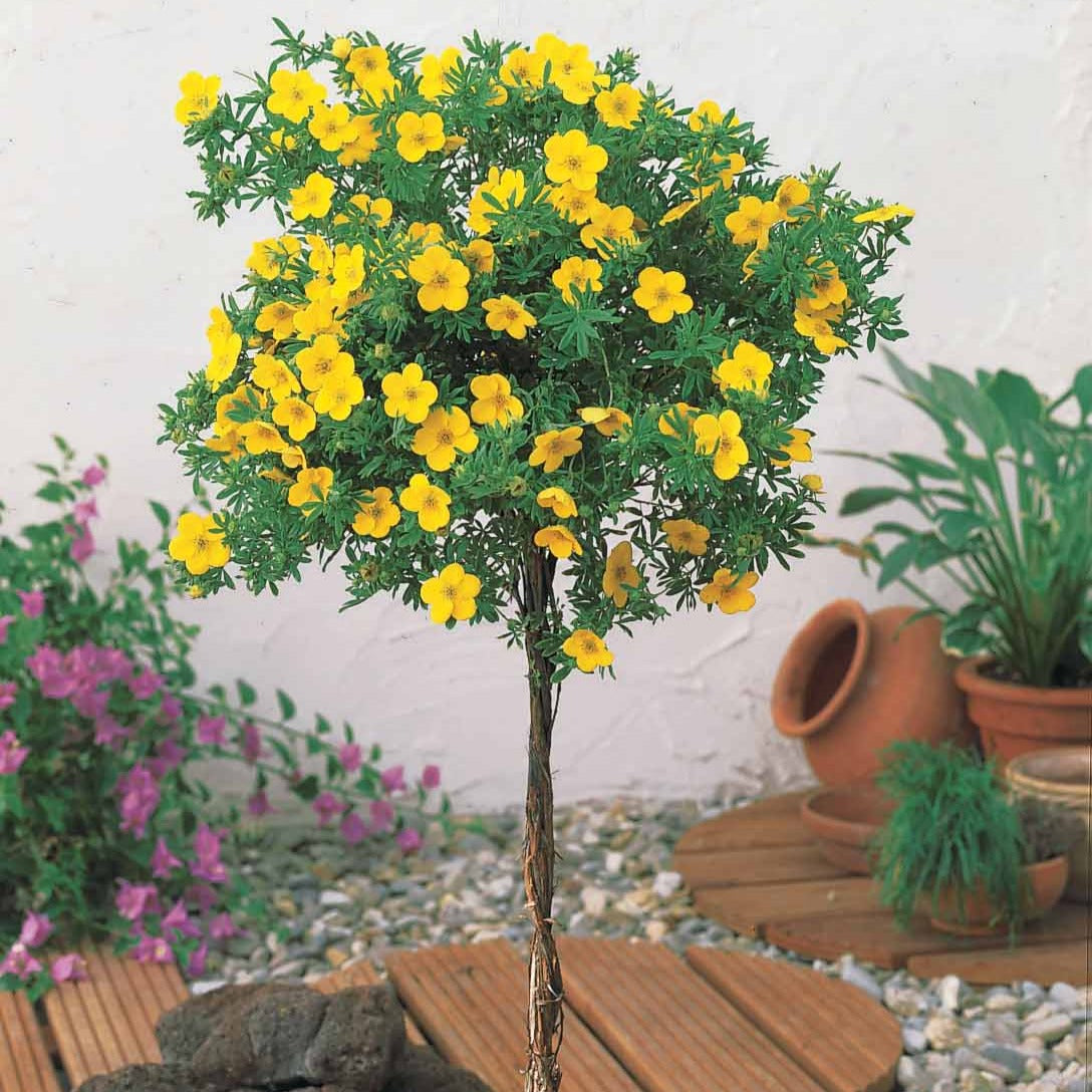 Potentille arbustive 'Goldfinger' - Potentilla fruticosa - Arbustes fleuris