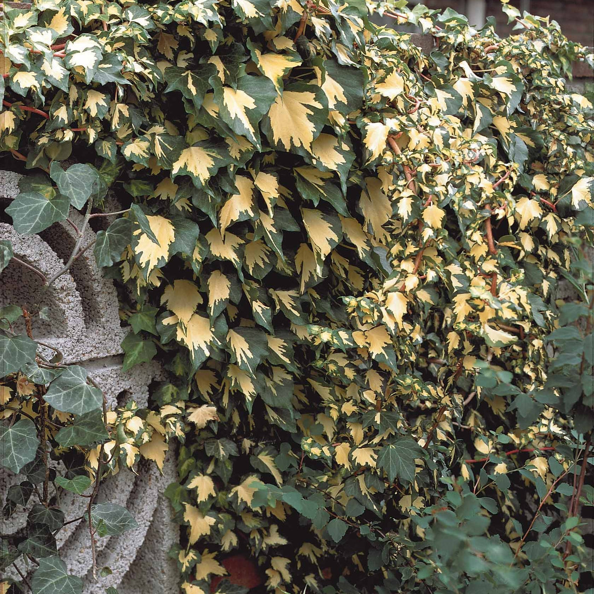 Hedera helix Goldheart - Lierre commun Goldheart - Lierre grimpant - Hedera