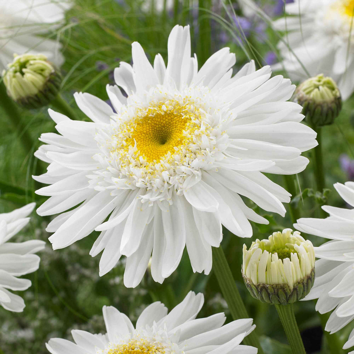 Leucanthemum superbum Wirral Supreme - Marguerite 'Wirral Supreme' - Leucanthemum - Marguerite