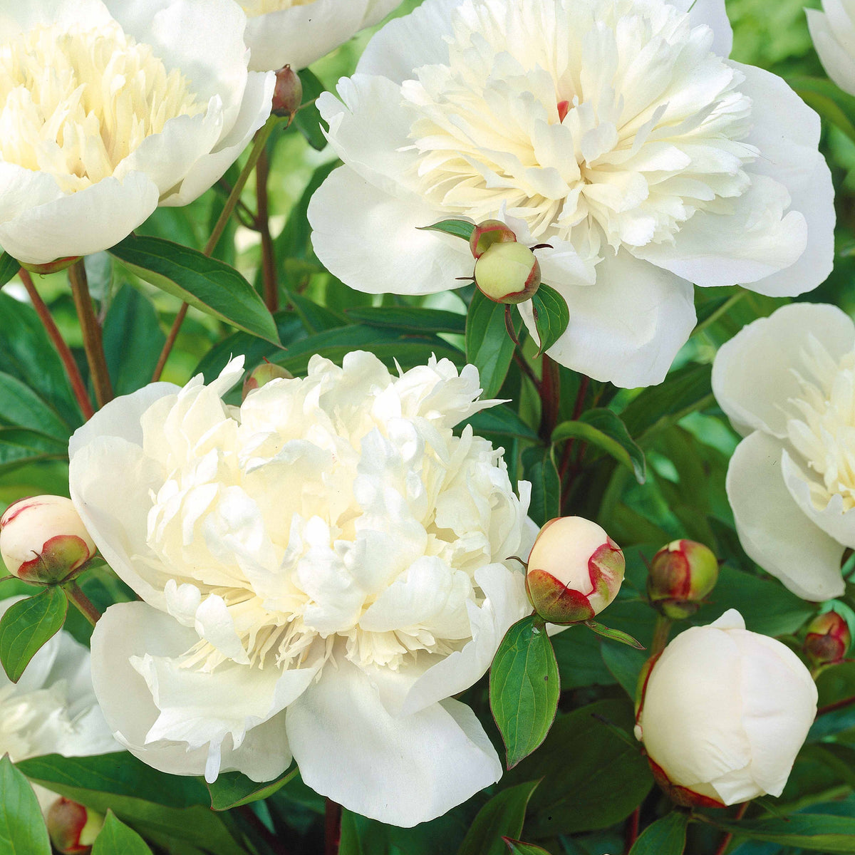 Vente Mélange de 3 pivoines : Immaculée, Sorbet, Red Charm - Paeonia lactiflora x Sorbet, Immaculée, Red Charm