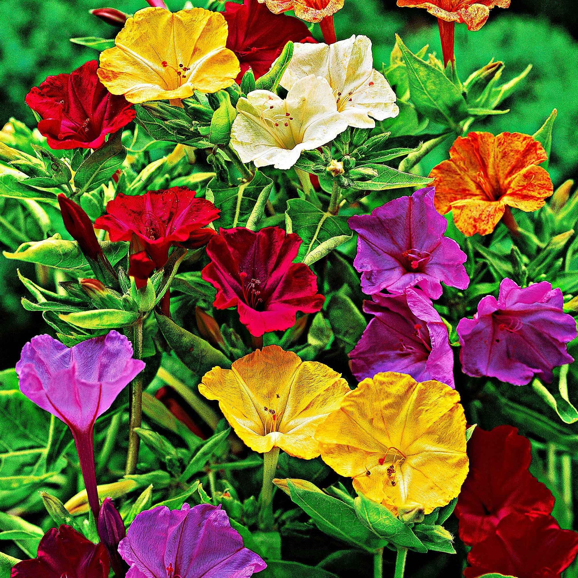 6x Belle-de-nuit Mirabilis jalapa - Mélange  - Plants à racines nues - Plantes rustiques