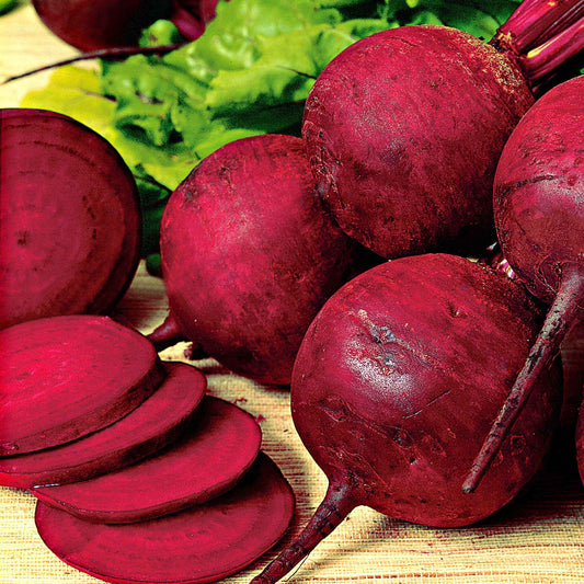 Betterave rouge 'Kogel 2' - Bakker