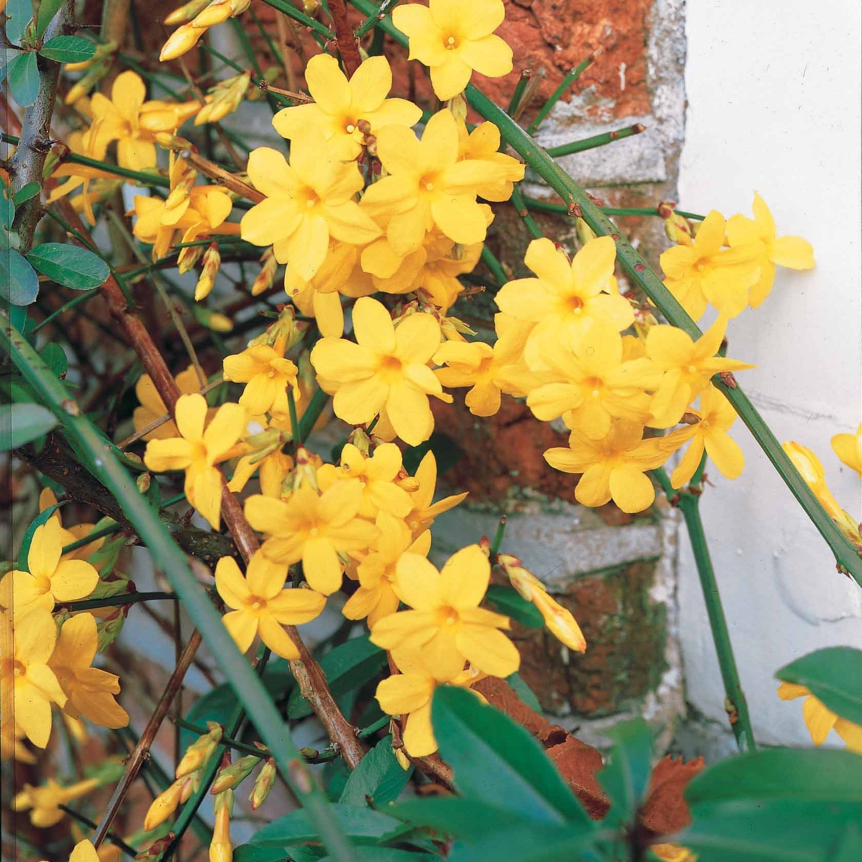 Bakker - Jasmin d'hiver - Jasminum nudiflorum - Arbustes et vivaces